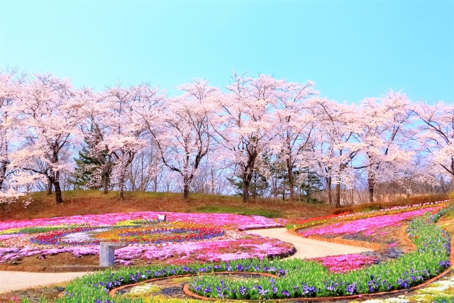 「桜」見て、何思う？