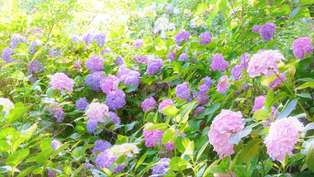 綺麗な花と豊かな実を育てよう！